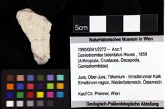 Foto (Objket + Etiketten) von Goniodromites bidentatus (Reuss, 1859) 